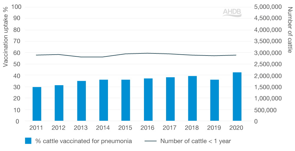 Pneumonia vaccine in cattle uptake graph.